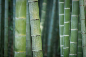 Why Bamboo is the Future of Sustainable Products?