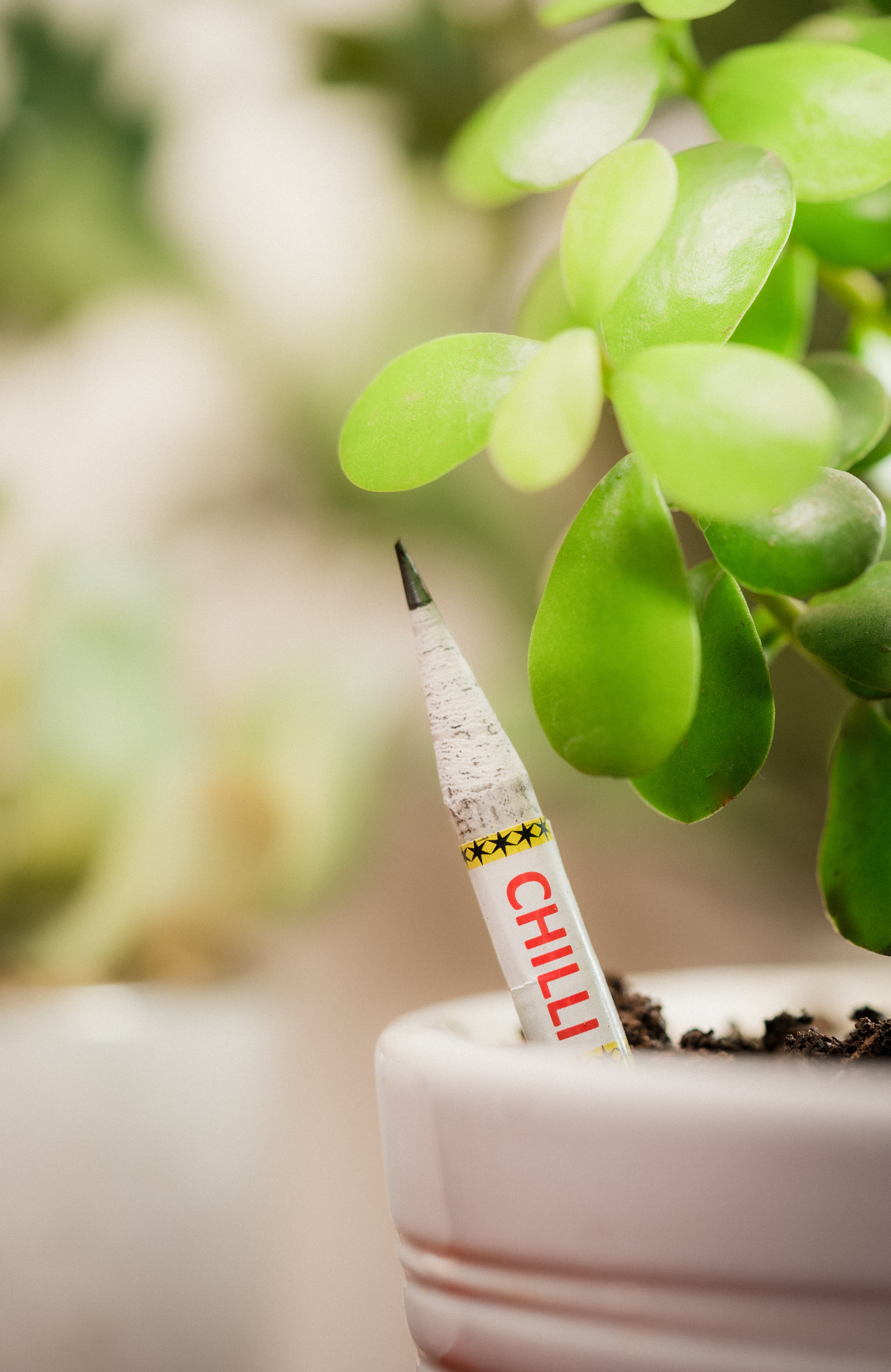 Plantable Seed Pencils - Set of 5